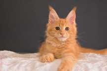 Gatinha Maine  Coon