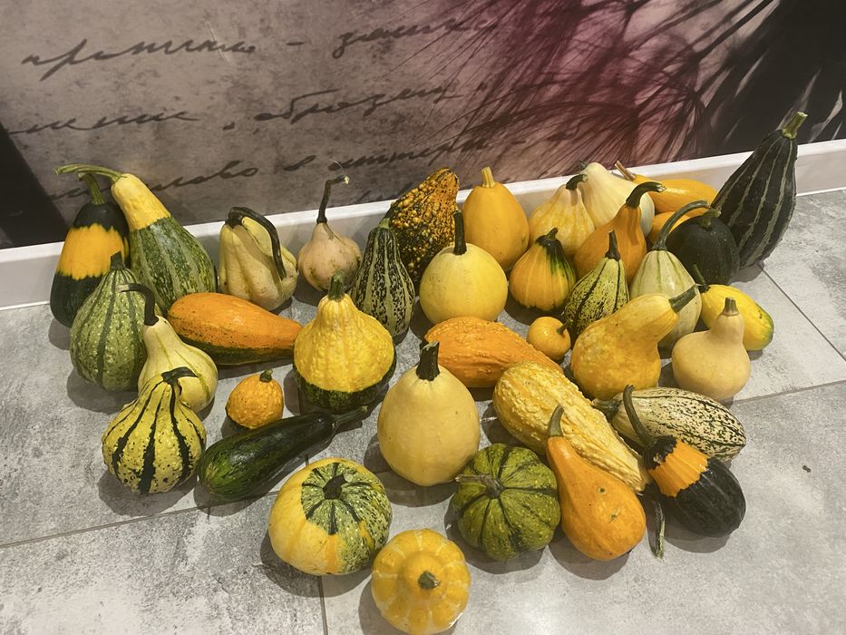 Dynia ozdobna hallowenowa całość