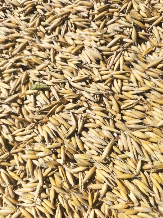 Owies  bez nawozu i oprysków 15 ton 2025