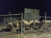ovelhas estimadas para venda
