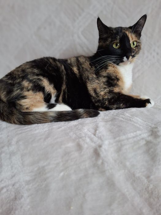 Трёхцветная стерилизованная кошечка подросток ищет дом! В хорошие руки