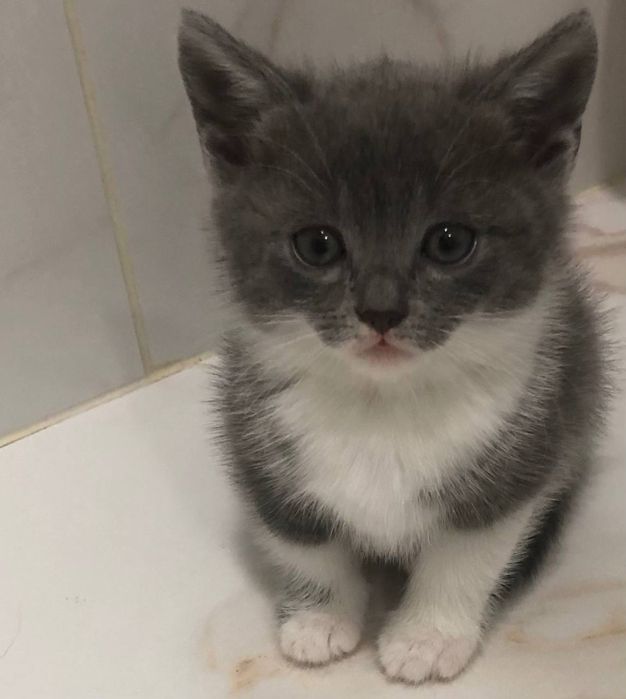 Продам котенят