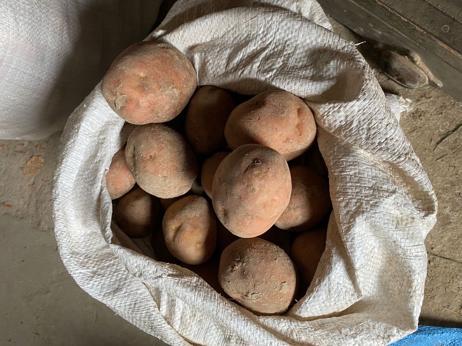 Ziemniaki jadalne BYSTRZYCA gmina Wólka