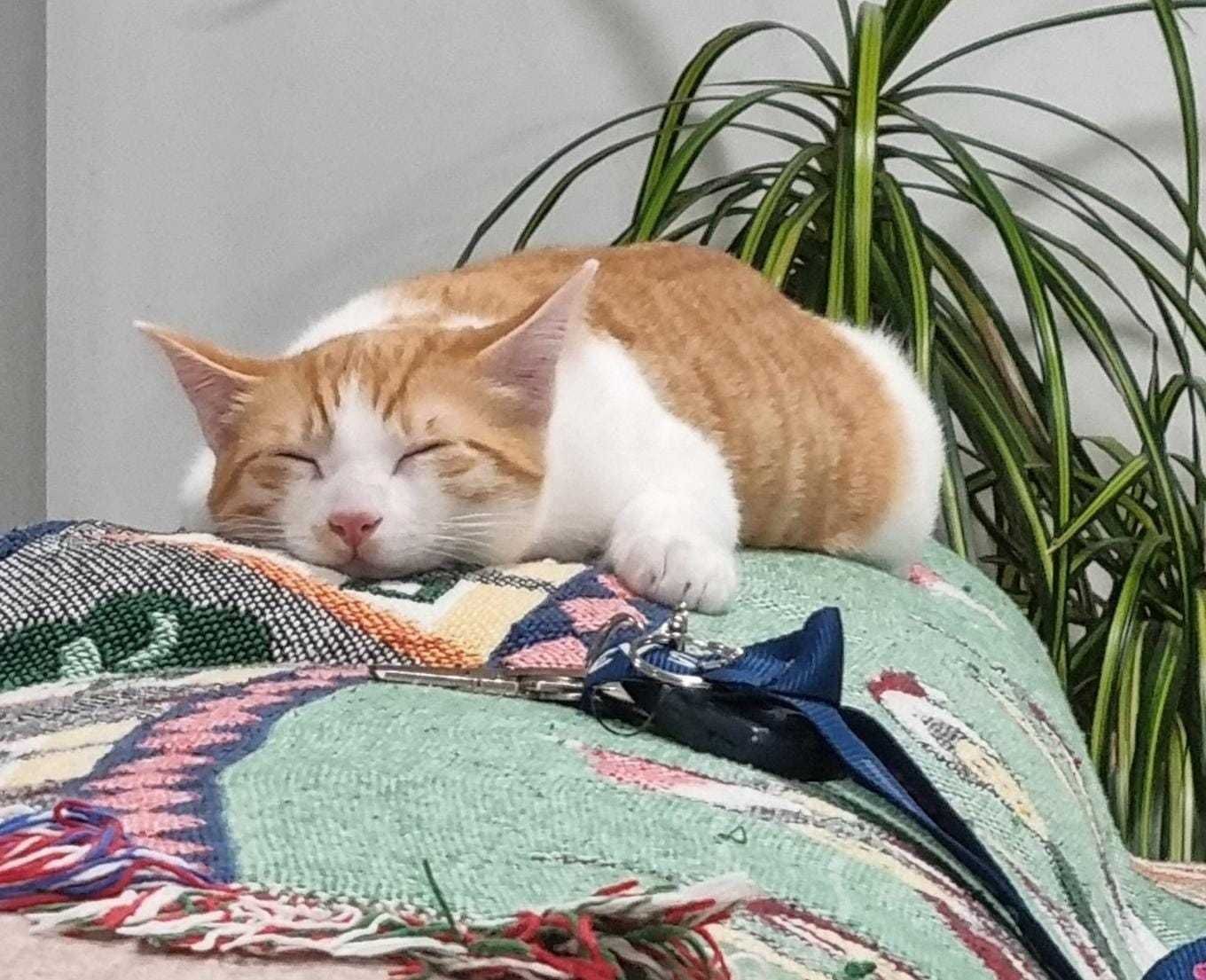 Gato para adoção responsável