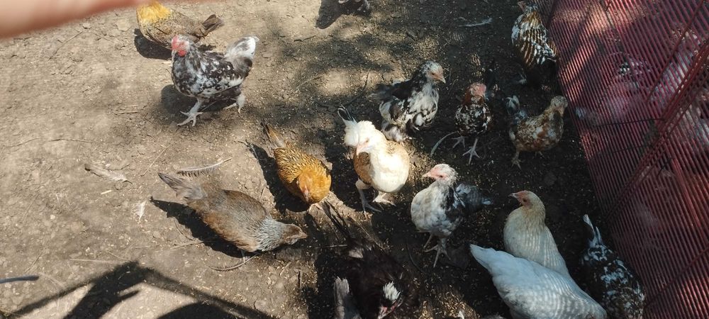 Карликові кури .