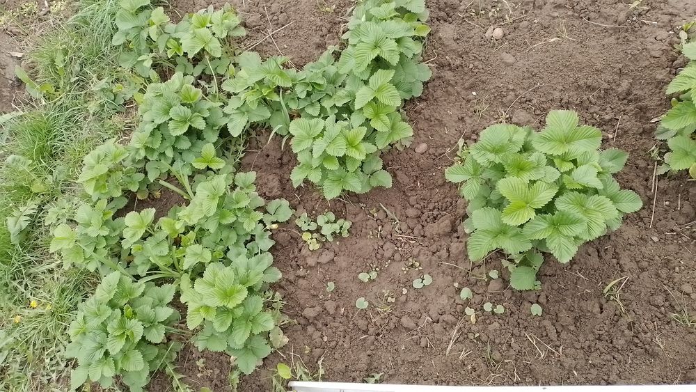 Сажанець суниці крупної