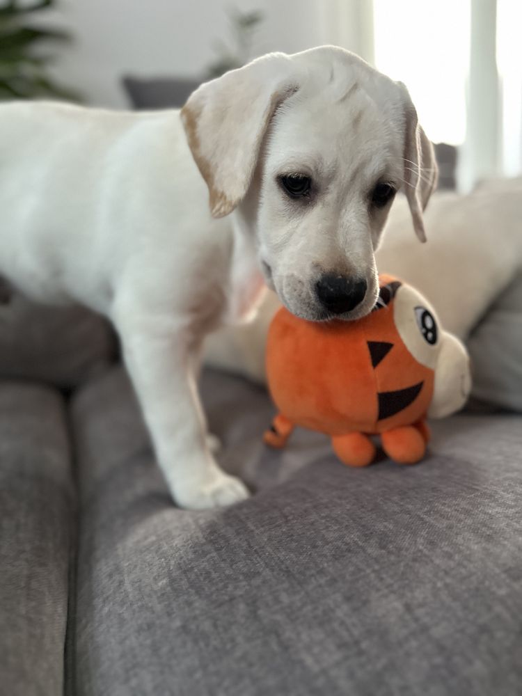 Labrador z rodowodem FCI ZKwP