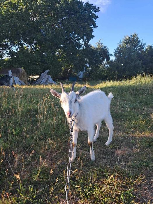 Коза, коза 1 рік