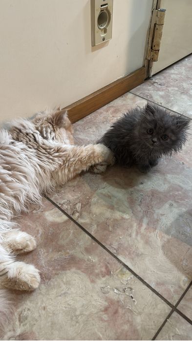 Gatinho persa muito docil