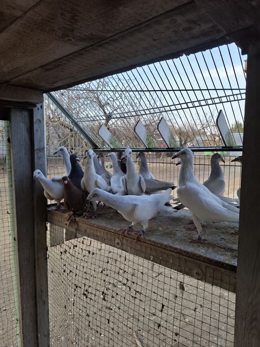 Srebrniaki składowe jasne