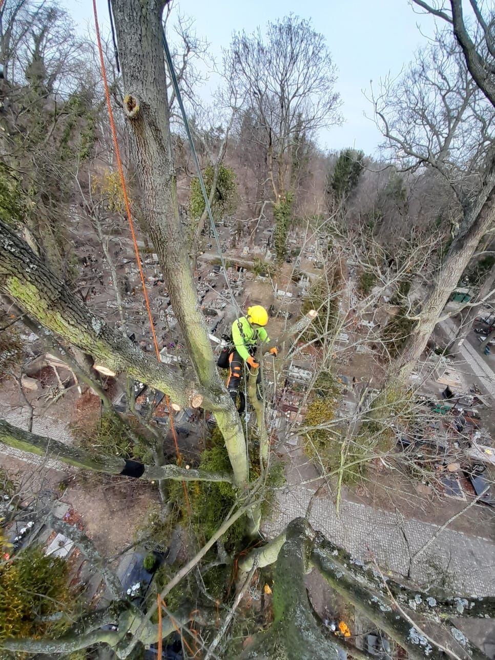 Wycinka i pielęgnacja drzew alpinistycznie