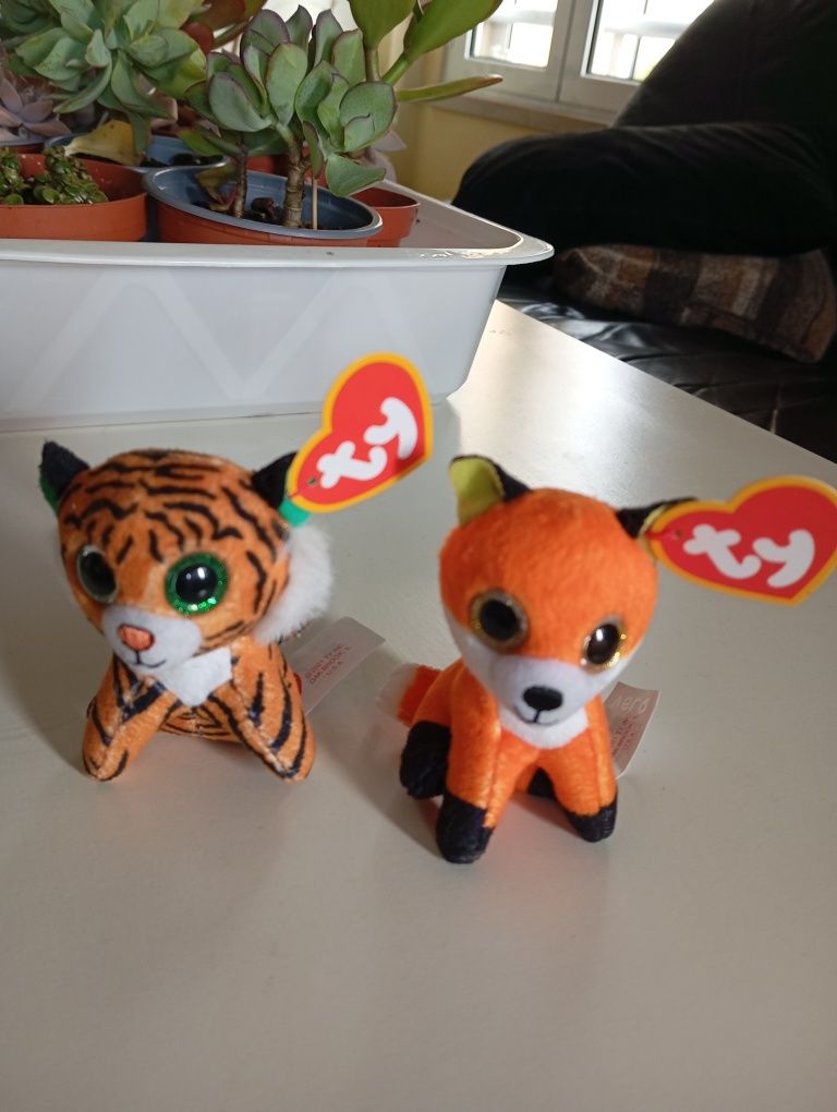 2 pets novos felinos