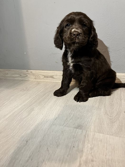 Suczka Cocker Spaniel szuka nowego domu