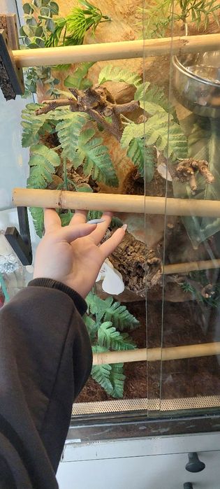 Terrarium pionowe wąż gekon jaszczurka 40x40x80