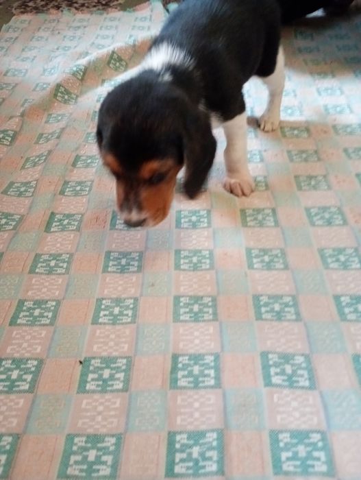 Эстонская гончая