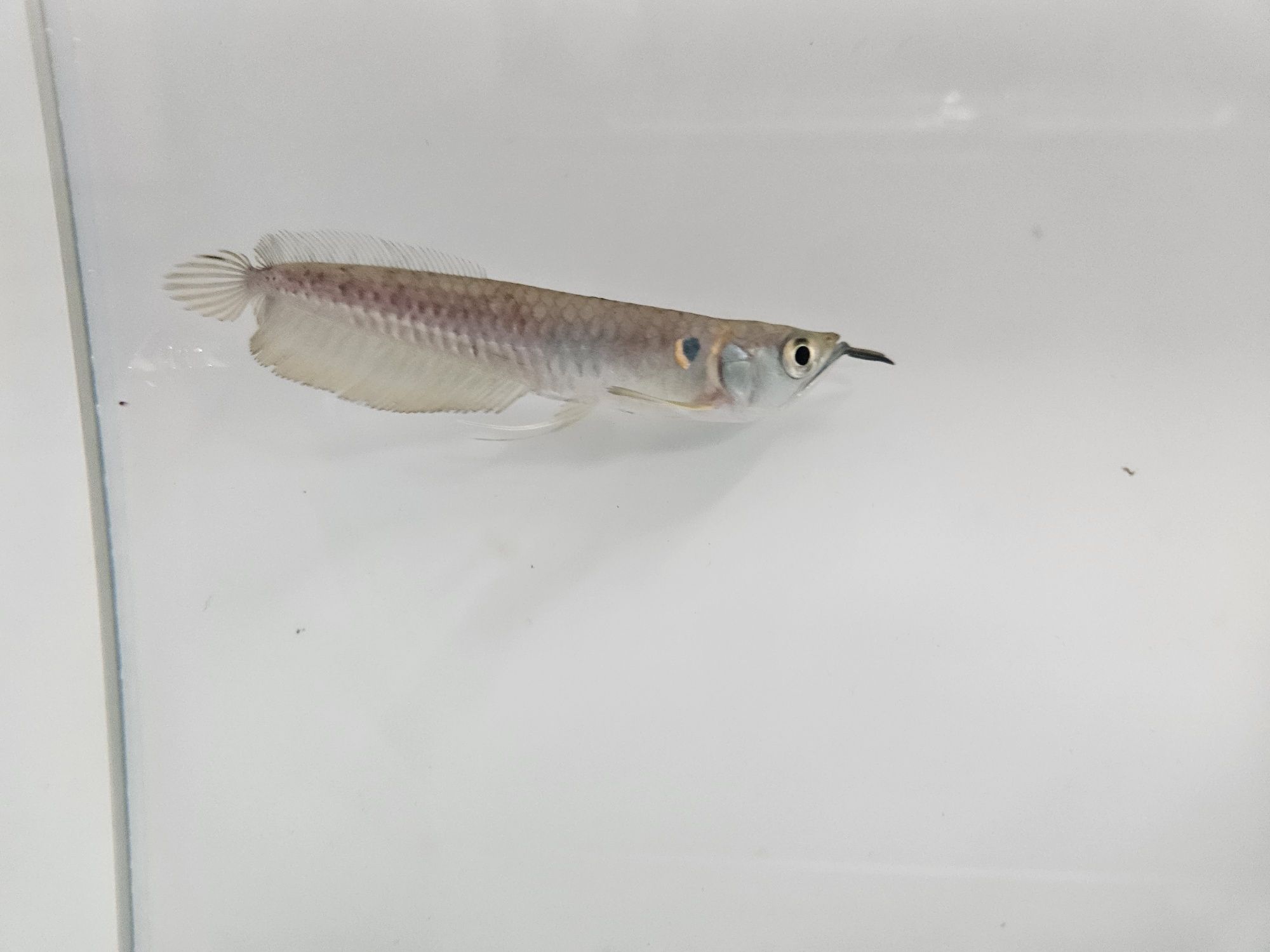 Arowana srebrna zapraszamy