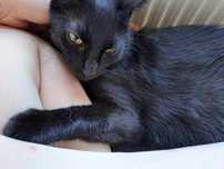 Zabawowy Koda poleca się do adopcji