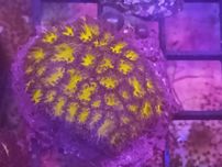 Leptastrea orange.  Koralowce, Morskie