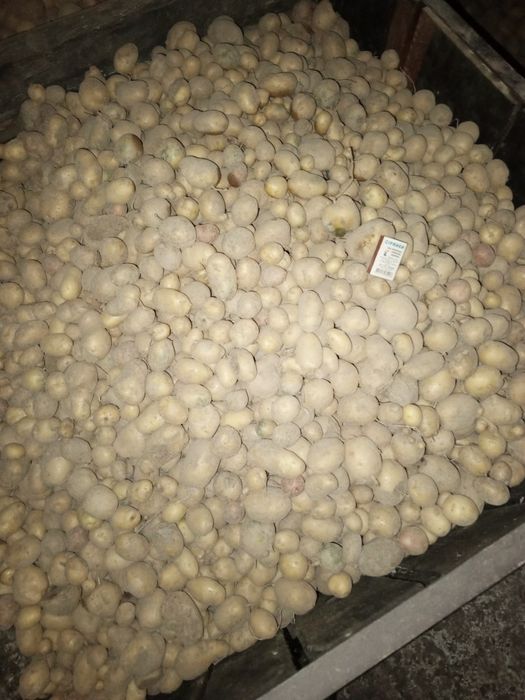 Продам дрібну картоплю