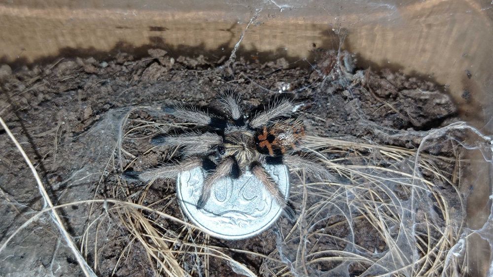 Ptaszniki Chromatopelma cyaneopubescens 1,5-1,7dc NS