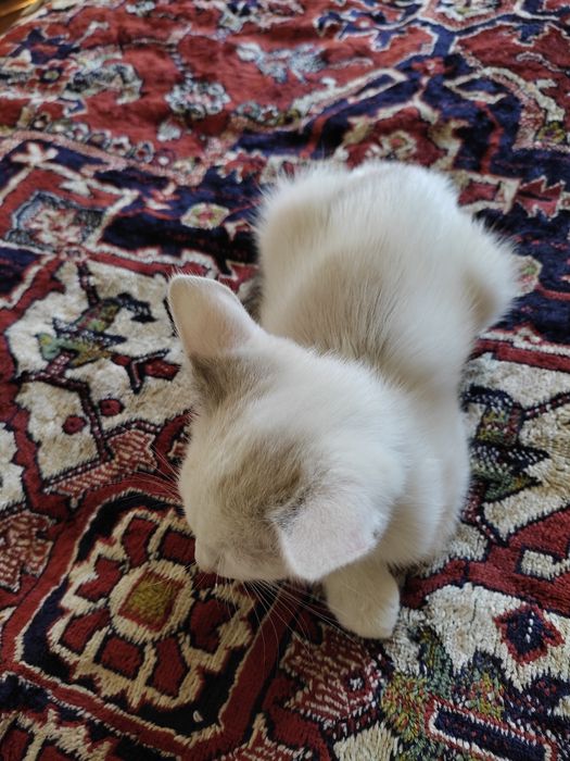 Кошеня котик, кіт