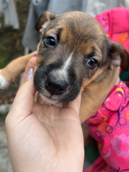 Отдам щенят в добрые руки