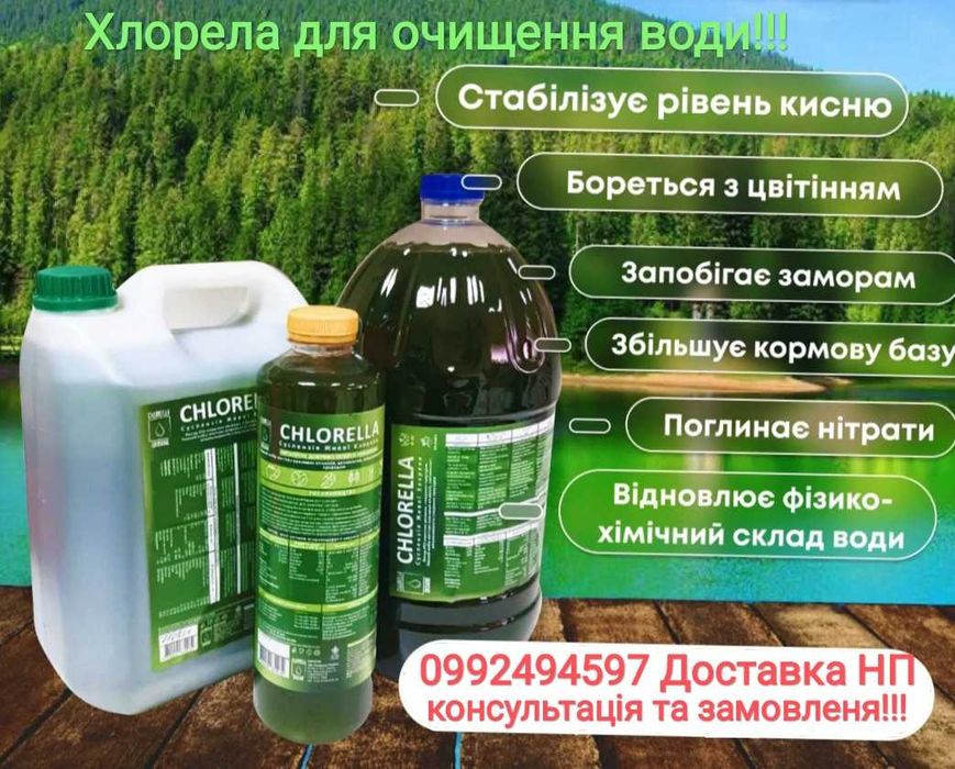 Хлорела для ставка