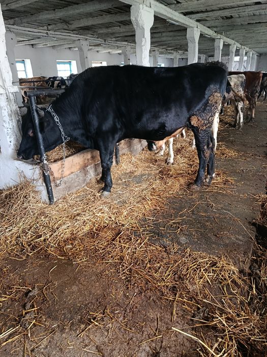 Продам бичка голштиноджерсеї