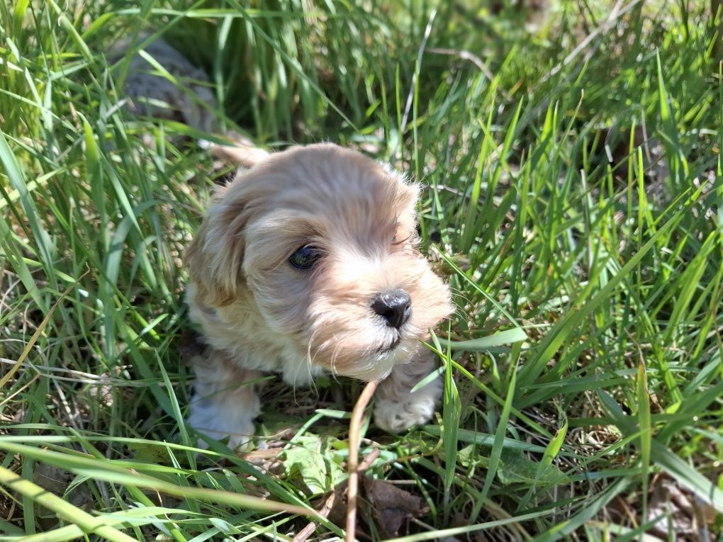 Maltipoo szczeniaki