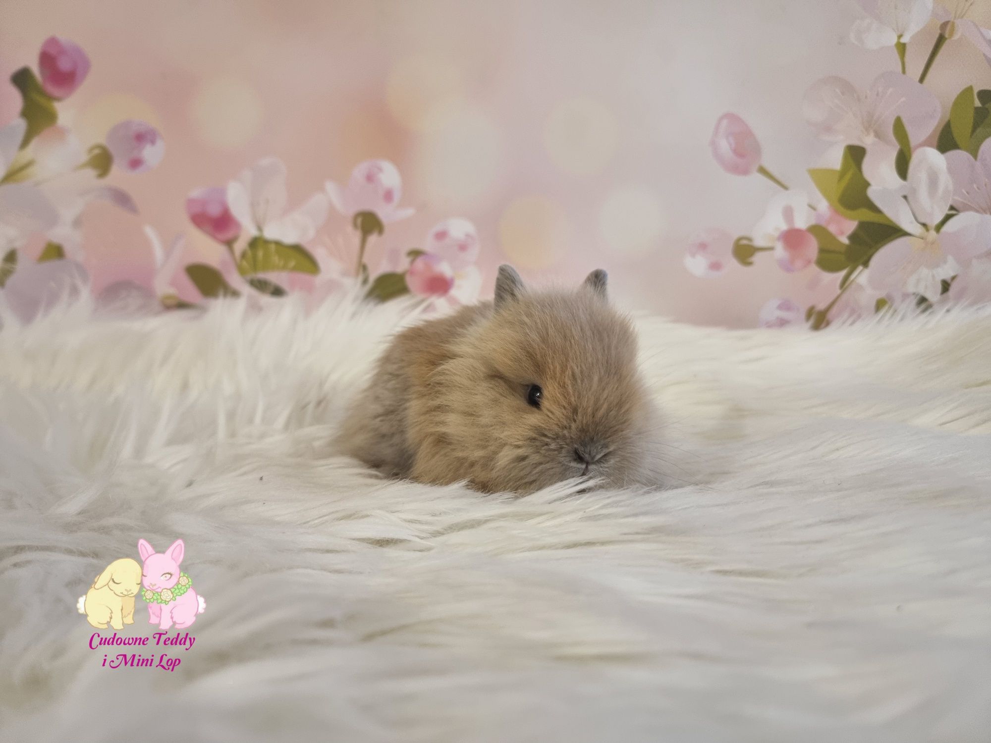 Mini Lopki i karzelek Teddy