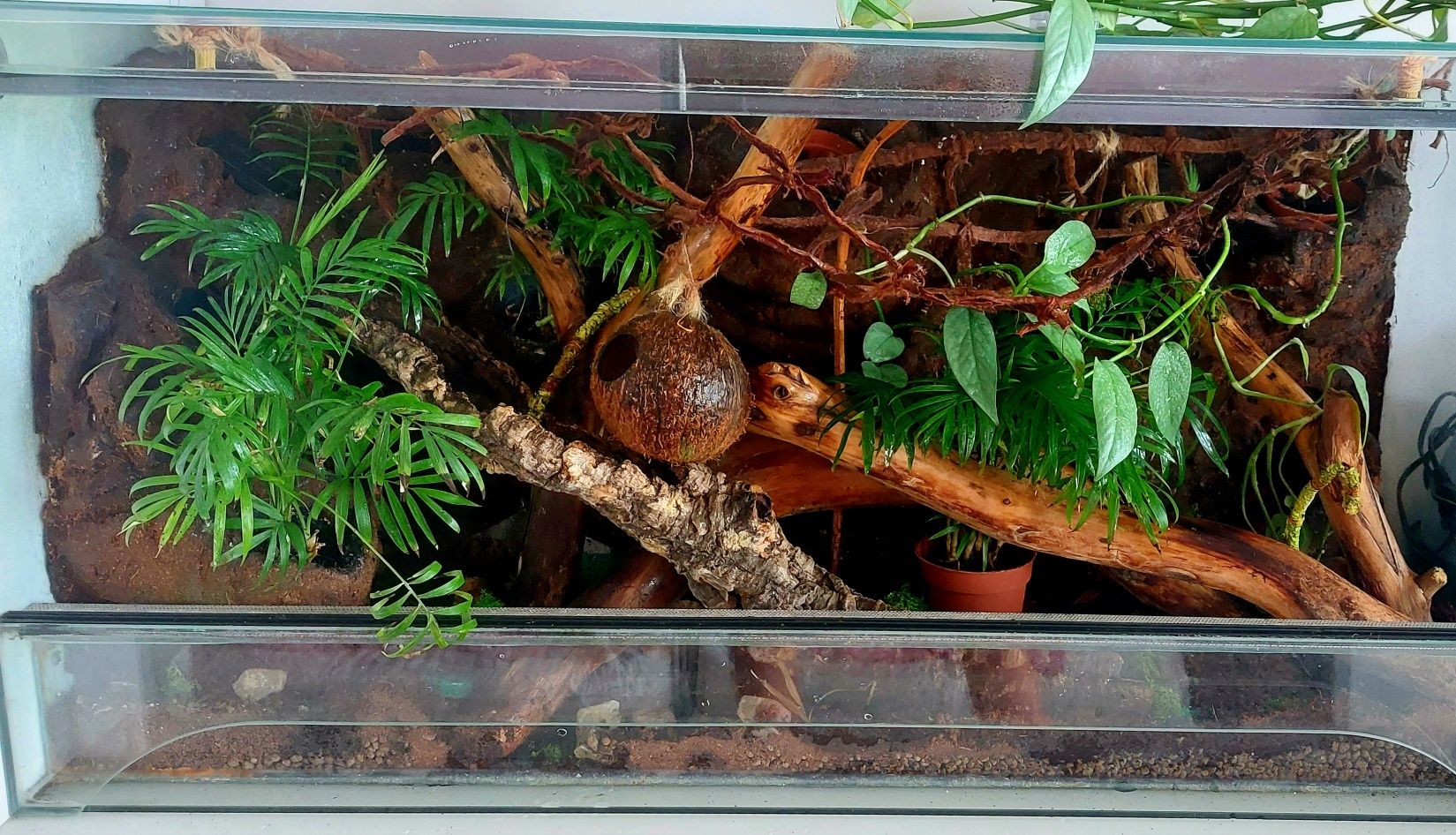 Terrarium tropikalne