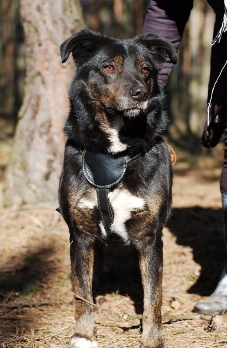 Uśmiechnięty Baddy czeka własnie na Ciebie - do adopcji :)