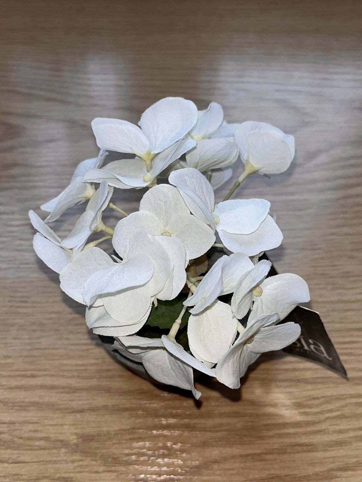 Гортензия цветочная композиция в горшочке Франция SIA