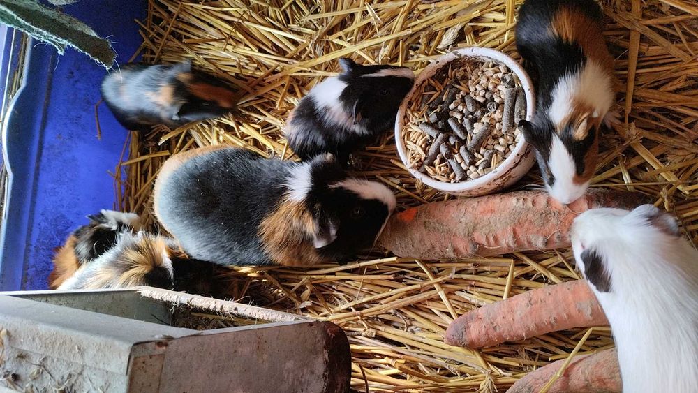 Swinki morskie młode