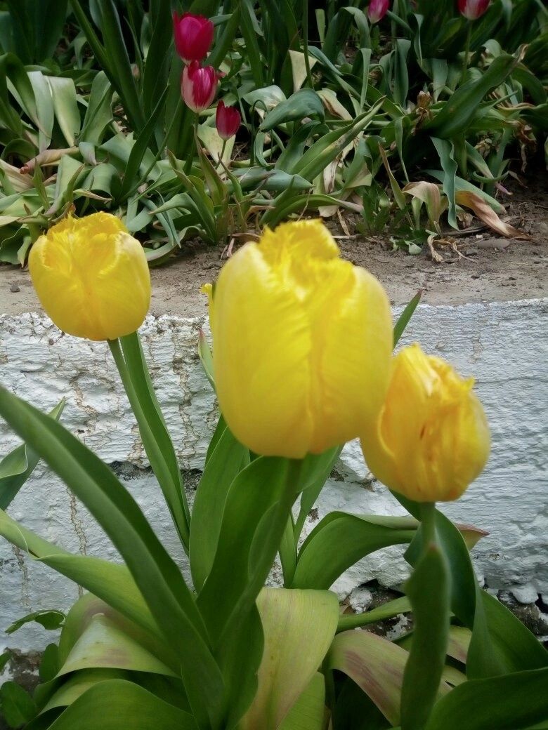 Квіти     тюльпани