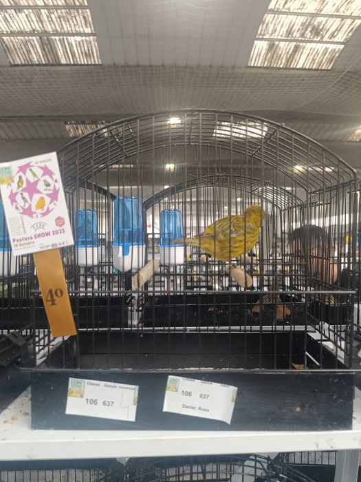 Llarguet espanhol, Fife fancy, frisado do sul