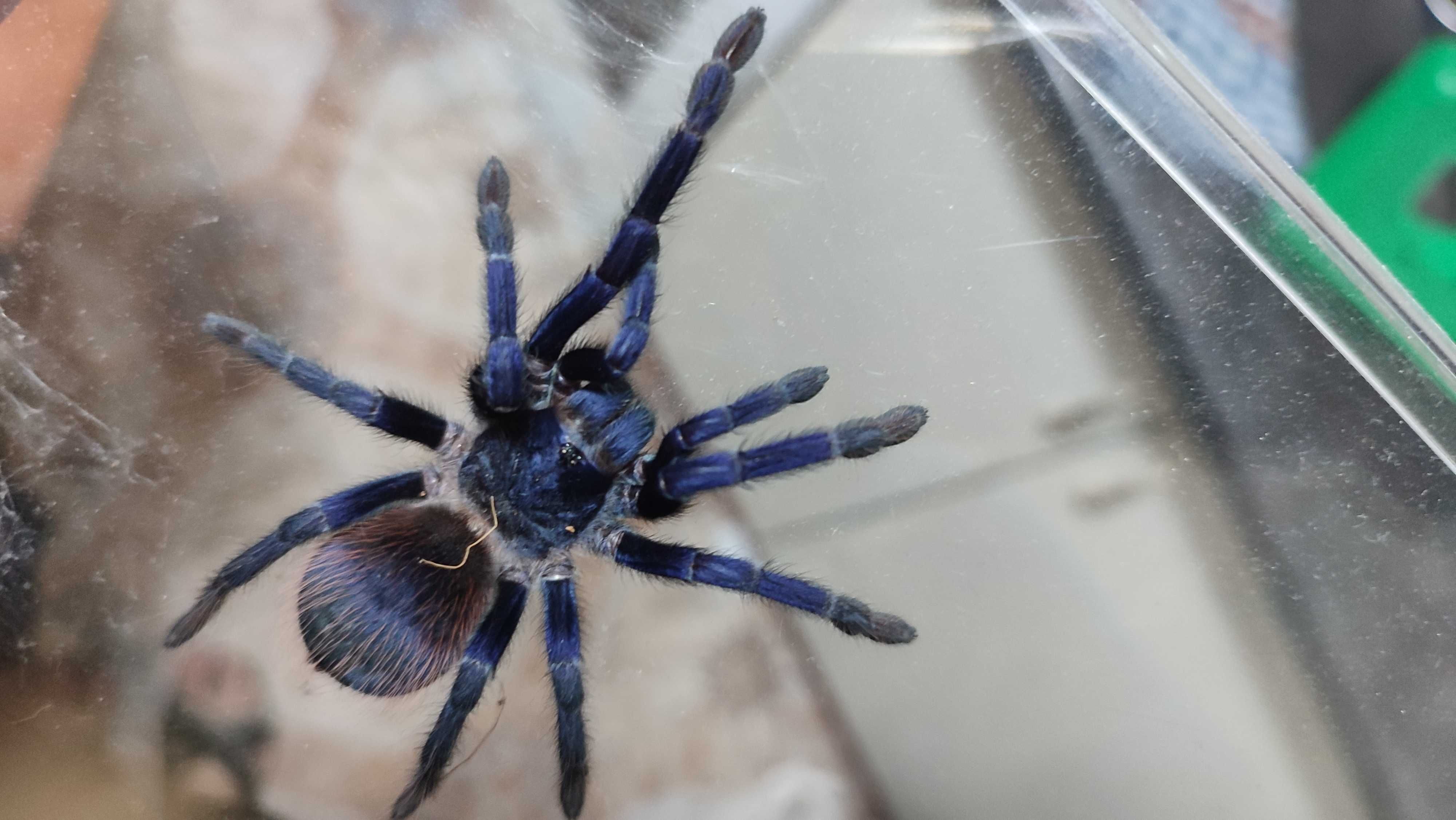 Павуки різні pterinopelma sazimai паук птицеед голиаф тарантул павук