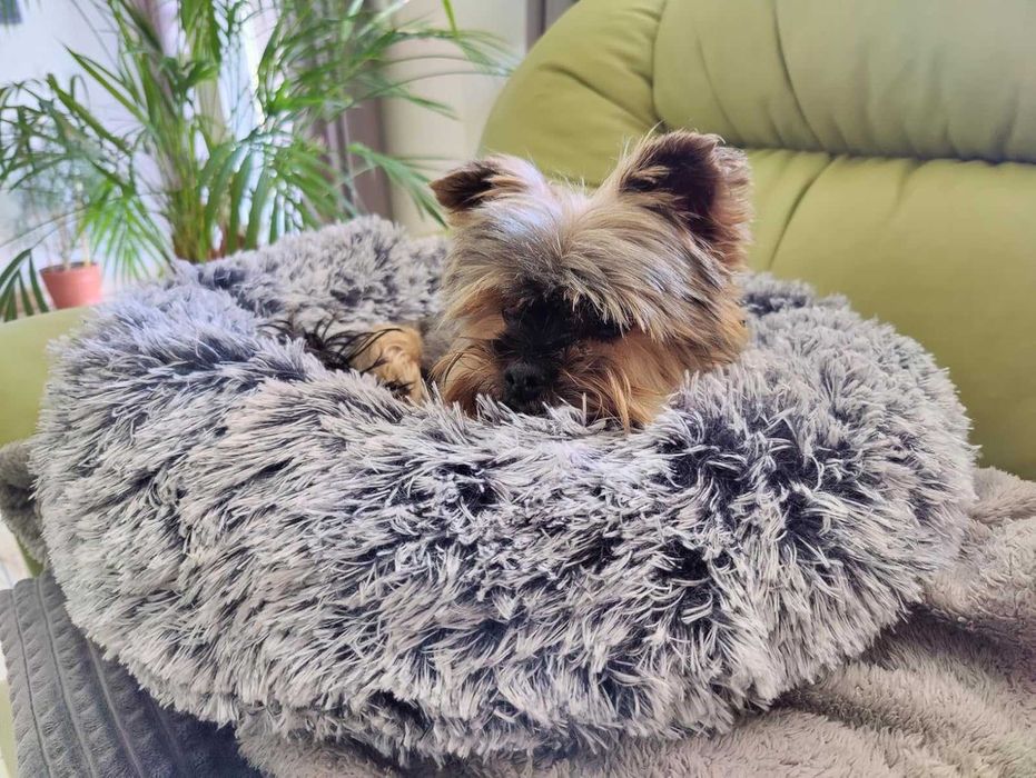 Legowisko Łóżko dla psa, kota miękkie szare