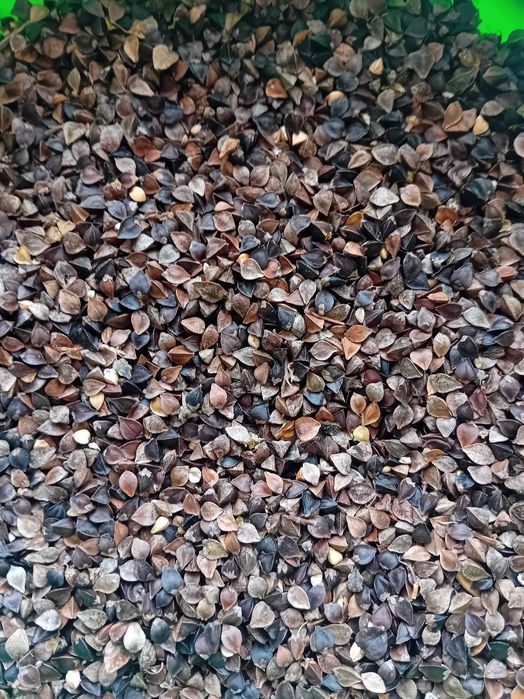 gryka tatarka nie pryskana czyszczona