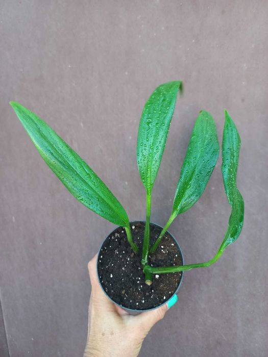 Епіпремнуми,  Драцена запашна Кімнатні квіти