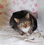 Susie kotka adopcja kocia szansa aktualne