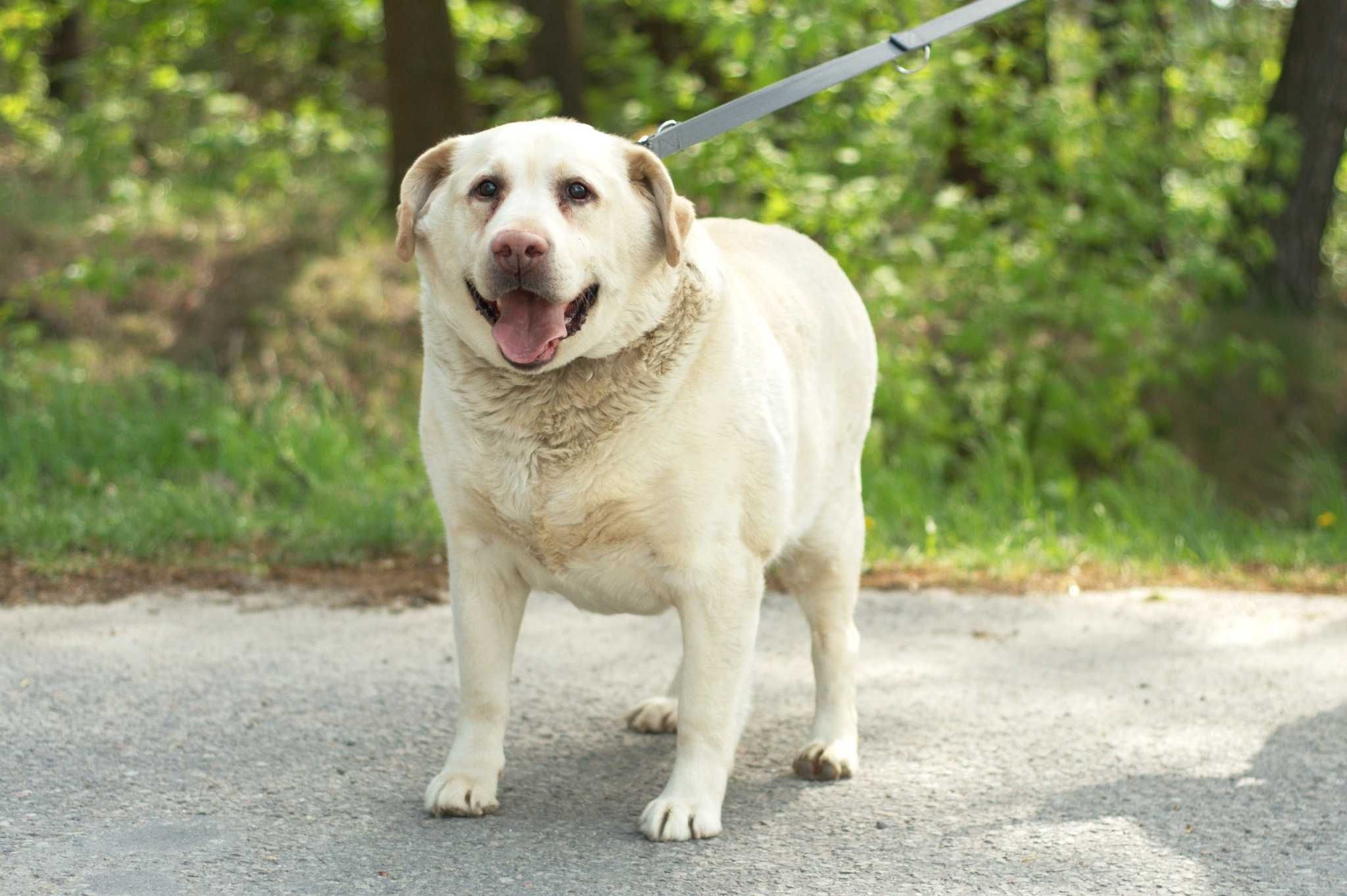 Hero - wspaniały pies w typie labradora do pilnej adopcji