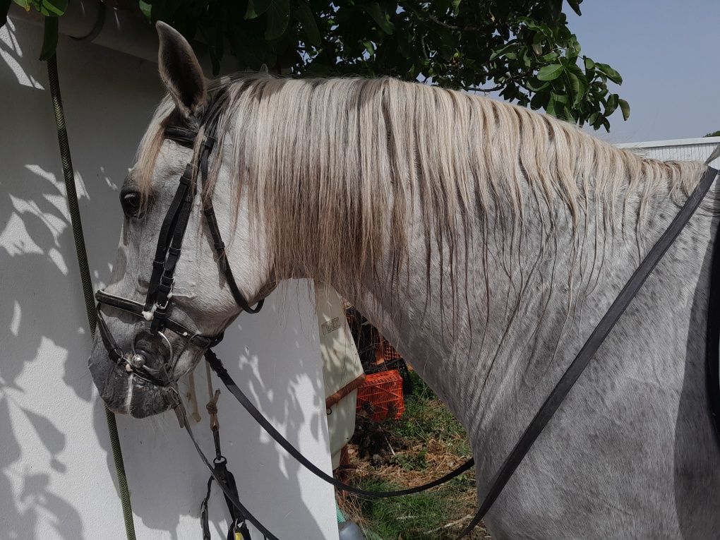 Vendo cavalo Puro sangue lusitano