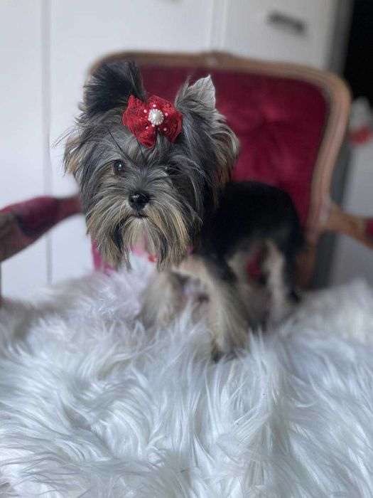 Yorkshire terrier miniaturka suczka Misia
