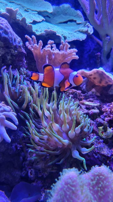 Ukwiał crassa akwarium morskie