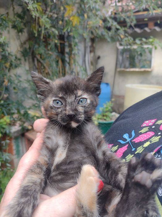 Uma gatinha para adopção