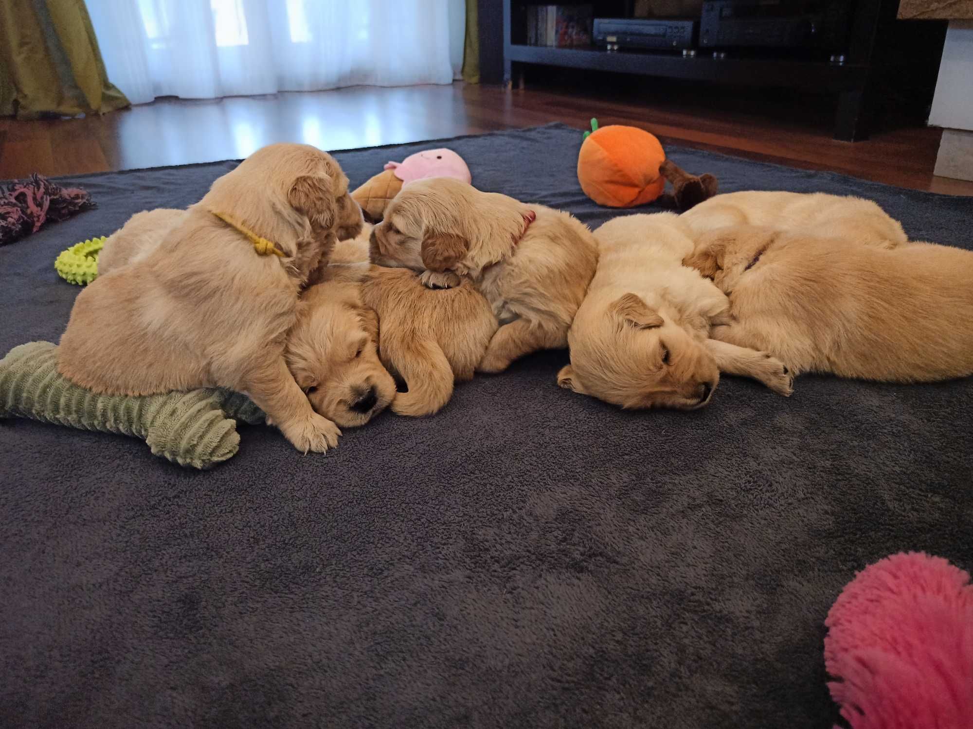 Golden Retriever ojciec - linia amerykańska ZKwP FCI