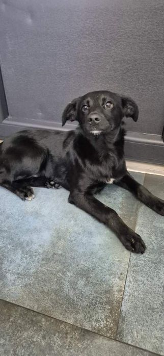 Szczeniak chłopczyk około 5 miesięcy