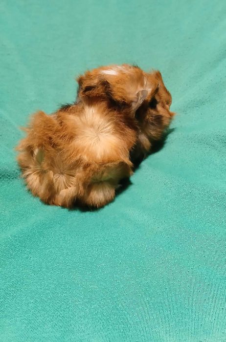 Морська свинка ,розетка.