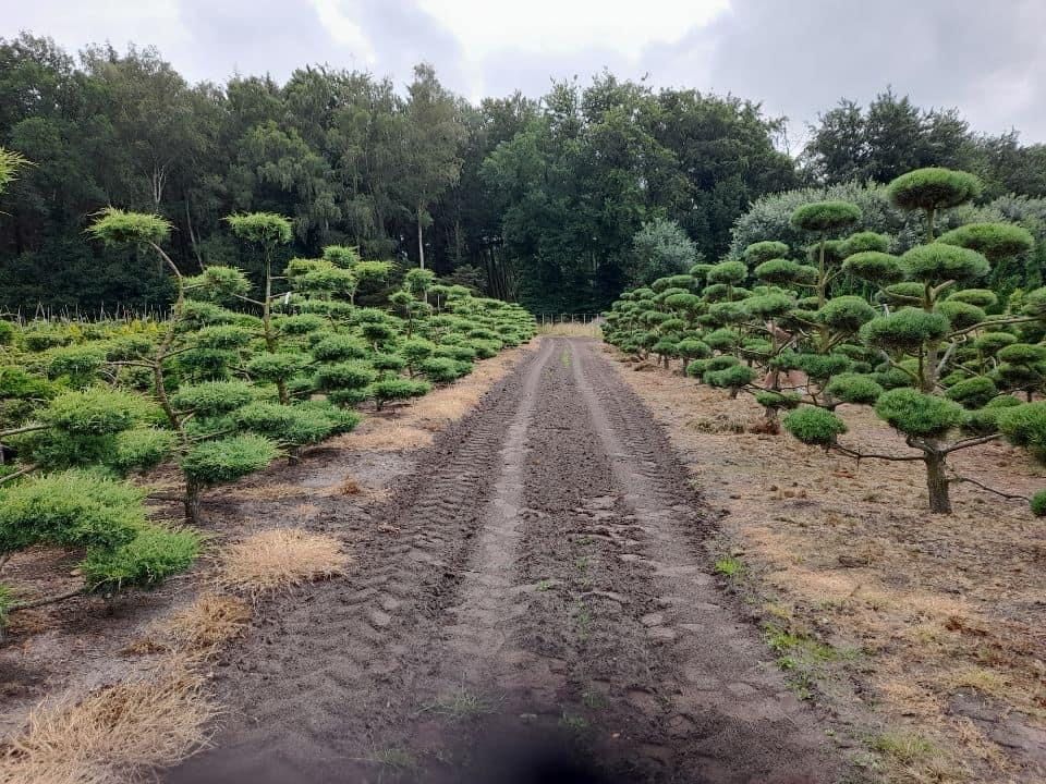 Bonsai Niwaki sosna jałowiec. Szmaragd klon Katalpa jodła